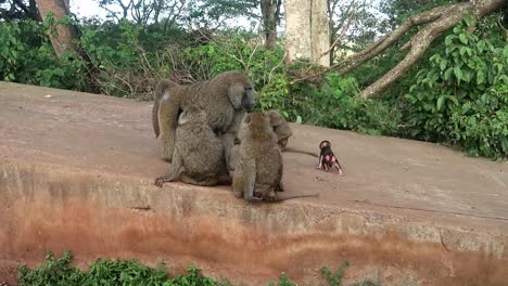Baboon-family-gathering-on-a-flat-stone