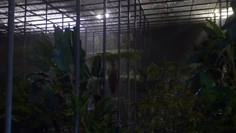 Greenhouse-Plants-At-The-Botanical-Gardens-Of-Lisbon-In-Portugal-On-A-Rainy-Night