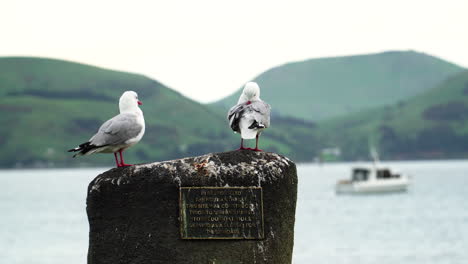 Seagulls-cleaning-their-feathers-are-standing-on-a-rock-in-Port-Chalmers,-Dunedin,-New-Zealand