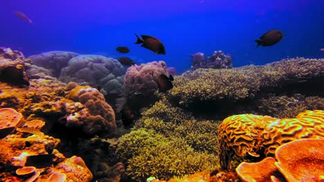 Underwater-static-view-of-tropical-fishes-swimming-in-healthy-coral-reef