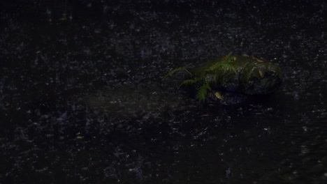 Downpour-Over-Pond-With-Green-Plants-During-Dusk
