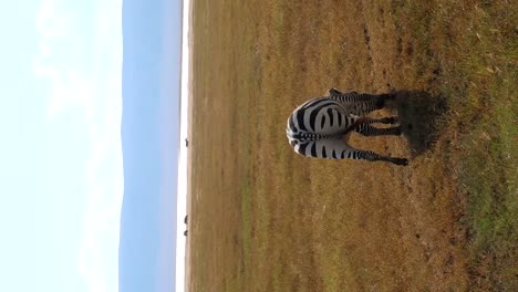 Vertical-shot-of-Common-zebra-grazing,-river-in-background