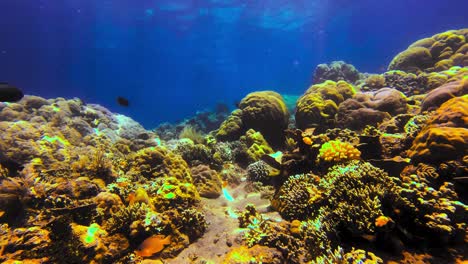 Nahaufnahme-Von-Zwei-Falterfischen,-Die-Zusammen-In-Einem-Gesunden-Tropischen-Korallenriff-Schwimmen