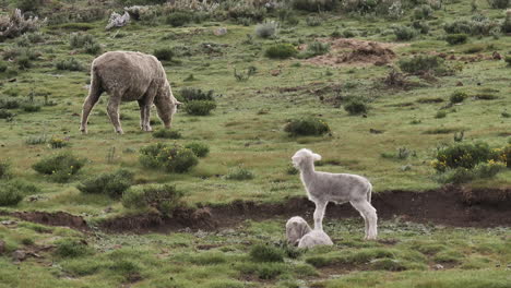 Adorable-baby-lamb-sniffs-the-air-as-parent-grazes-nearby