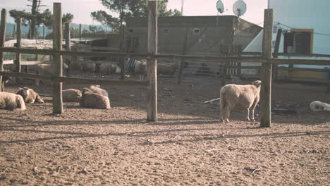 Ländlicher-Portugiesischer-Bauernhof-Mit-Schafen-Und-Hühnern