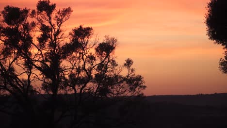 Silhouette-of-a-bush-during-golden-hour,-with-a-red-Sky-in-the-background-4K