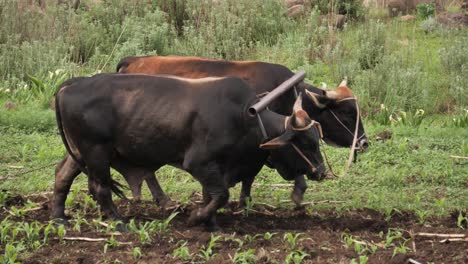 Large-pair-of-oxen-pull-hand-plough-through-corn-field-in-Africa