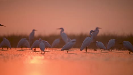Flock-of-Great-Egrets-in-backlite