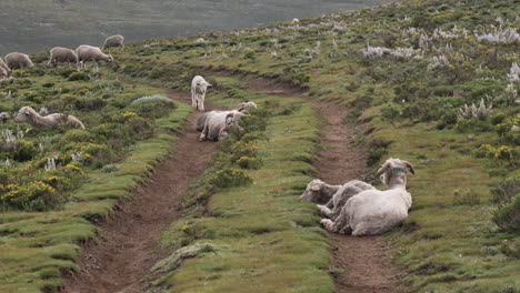Sheep-flock-rest-in-wide-tractor-road-tracks-across-hilly-green-meadow