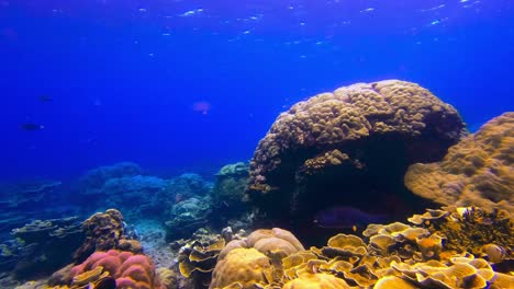 Riesiger-Kugelfisch-Schwimmt-Durch-Buntes-Korallenriff,-Statische-Unterwasseraufnahme