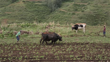 Agricultura-De-Baja-Tecnología:-Los-Agricultores-Aran-El-Campo-Con-Bueyes-Y-Arado-Manual