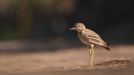 Indian-Stone-Curlew--in-walkway-of-forest