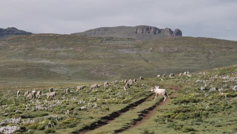 Injured-white-ram-limps-across-dirt-track-through-hilly-green-meadow