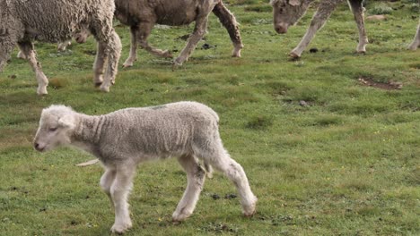 Adorable-baby-lamb-joins-sheep-herd-walking-across-green-pasture