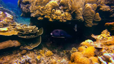 Ein-Riesiger-Kugelfisch,-Der-Zwischen-Einem-Farbenfrohen-Riff-Im-Indopazifik-Schwimmt