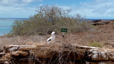 Young-Blue-footed-Booby-Next-To-Stop-Signpost-On-The-Coast-Of-San-Cristobal-Island-In-Galapagos-Archipelago-In-Ecuador