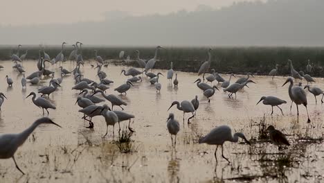Flock-of-Birds-in-lake-side-a-wide-shot