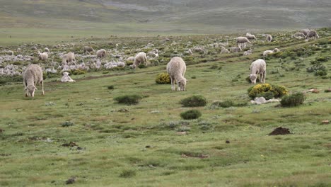 Herd-of-fat-woolly-sheep-graze-green-grass-on-expansive-open-savanna