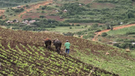 Oxen-pull-hand-plow-through-mielie-field-near-rural-African-farm-village