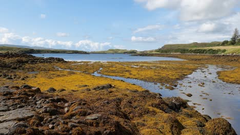 Creek-with-flowing-water-and-seaweed-in-Loch-Dunvegan-in-Isle-of-Skye,-Scotland-during-the-low-tide