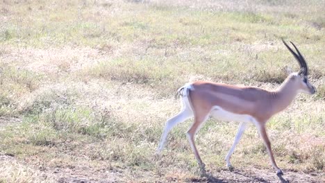 Close-up-of-Impala-walking-through-savannah-on-sunny-day
