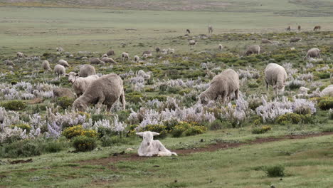 Herd-of-fat-woolly-sheep-graze-green-grass-on-expansive-open-savanna