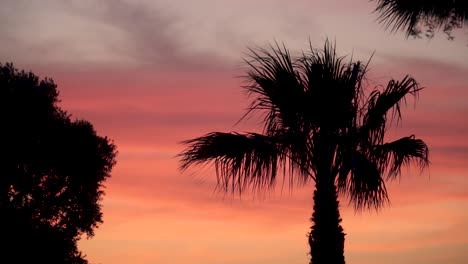 Schöne-Silhouette-Einer-Palme-Während-Der-Goldenen-Stunde-Mit-Einem-Roten-Und-Orangefarbenen-Himmel-Im-Hintergrund