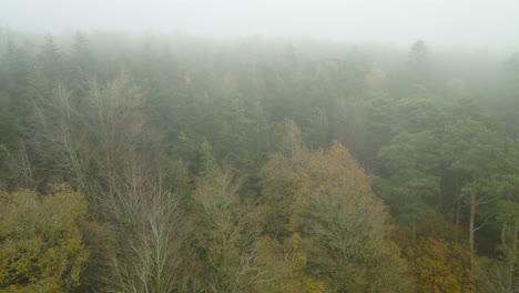 Fliegen-Durch-Den-Herbstlichen-Nadelwald-Am-Nebligen-Morgen-In-Irland