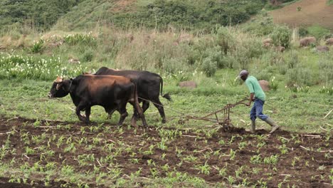 African-farmer-with-oxen-team-pulls-hand-plough-through-corn-field