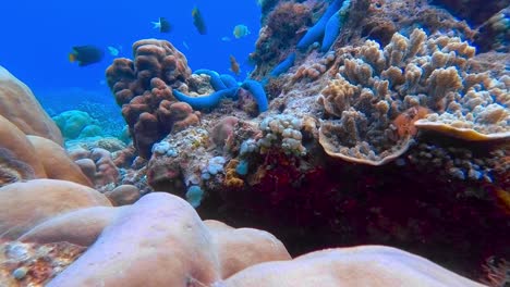 Estrellas-De-Mar-Azules-Cubiertas-De-Coral-Con-Peces-De-Arrecife-Nadando-A-Su-Alrededor-En-Indonesia