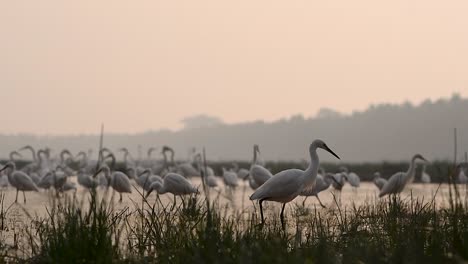 Flock-of-Egrets-in-Wetland-in-Morning