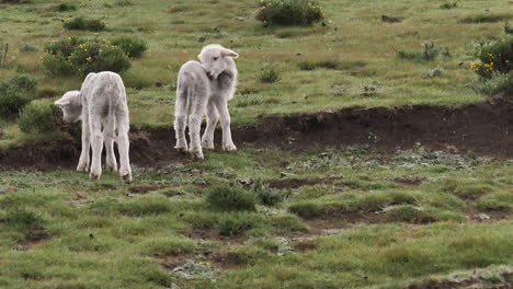 Skinny-little-white-lambs-groom-and-eat-grass-in-rich-green-meadow