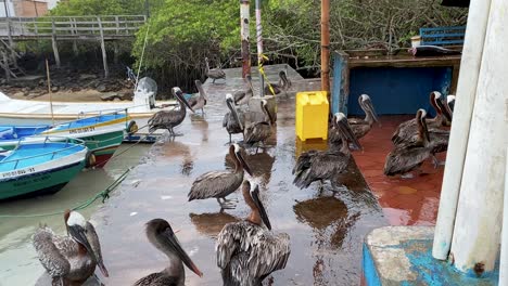 Fischmarkt-Von-Santa-Cruz-Mit-Vielen-Hungrigen-Braunen-Pelikanen,-Die-Auf-Schrotte-In-Galapagos,-Ecuador-Warten