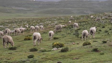 Flock-of-fat-sheep-graze-grass-by-dusty-dirt-road-through-green-hills