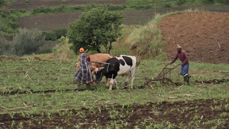 Pair-of-African-farmers-use-cattle-to-plough-green-agriculture-field