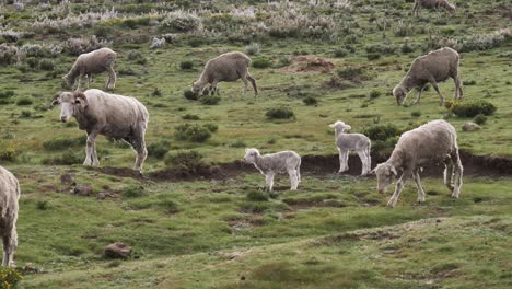 Two-little-white-lambs-in-green-pasture-with-woolly-grey-sheep-herd