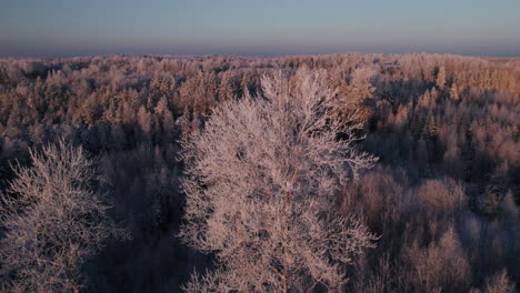4k-Flächenaufnahmen,-Die-Um-Gefrorene-Bäume-Herumfliegen