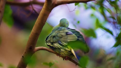 Taiwan-green-pigeon---preening-feathers-perched-on-Twig