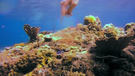 Diver-waves-at-giant-clam-with-his-hand-and-makes-it-move