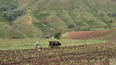 Agricultor-De-Las-Tierras-Altas-Labra-El-Campo-De-Maíz-Verde-Con-Bueyes-Y-Arado-Manual