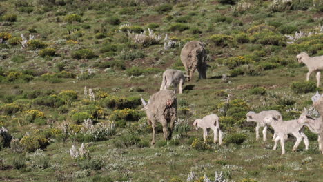 Cute-woolly-lambs-follow-sheep-herd-grazing-in-wild-green-meadow