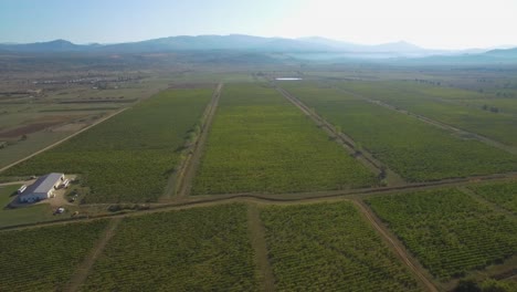 A-beautiful-view-of-the-vineyards.-Drone,-flight