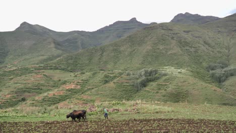 African-farmer-with-oxen-and-plow-works-field-below-green-mountains