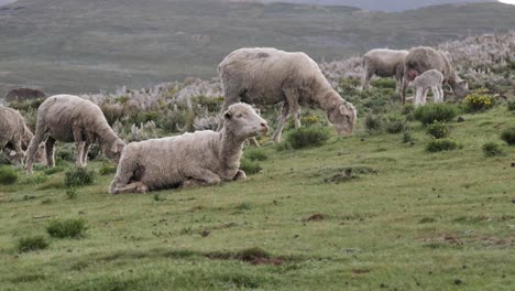 Schafe-Kauen-Auf-Grünem-Weidehang,-Während-Wollherden-Dahinter-Grasen