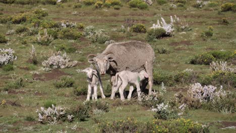Happy-baby-sheep-wags-cute-long-tail-as-he-drinks-milk-in-wild-meadow