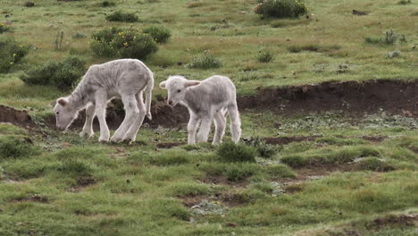 Schafe:-Süße-Babylämmer-Spielen,-Während-Sie-Grünes-Gras-Auf-Einer-Wilden-Wiese-Grasen