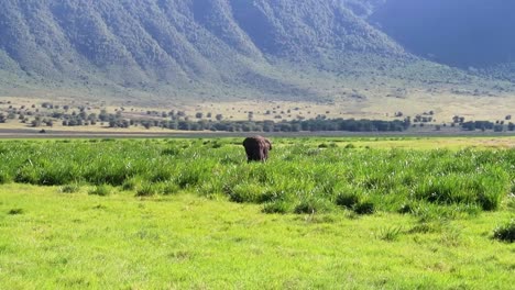 Elefante-Macho-Aleteando-Las-Orejas-Mientras-Come-Hierba-Verde-Fresca,-Tanzania