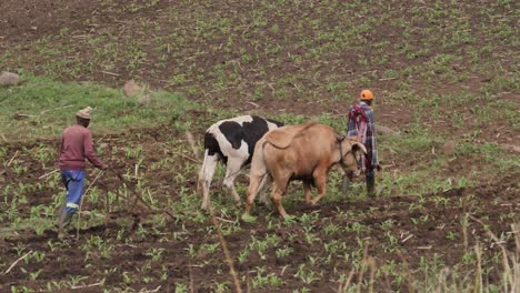 El-Ganado-De-Trabajo-Tira-Del-Arado-Manual-A-Través-Del-Campo-De-Maíz-Con-Agricultores-Africanos