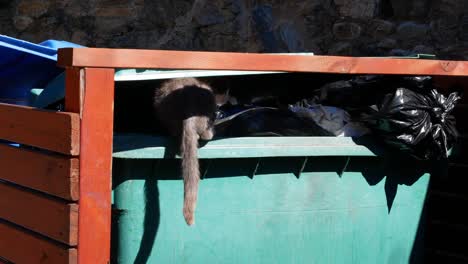 Wilde-Katze,-Die-In-Einem-Müllcontainer-Nach-Nahrung-Sucht