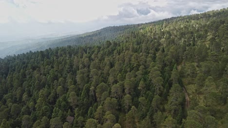 Aerial-shot-of-dense-pine-tree-Tláloc-forest-in-Mexico